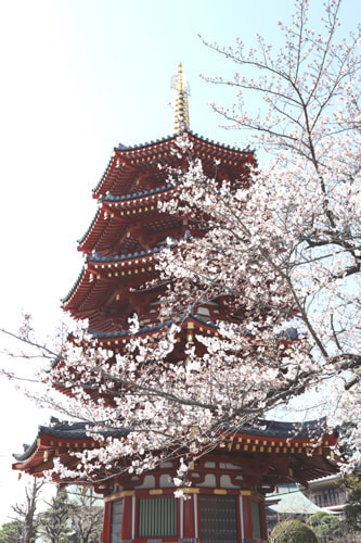 川崎大師 桜