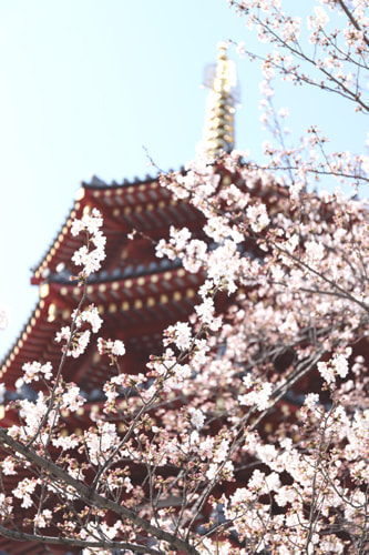 川崎大師 桜２