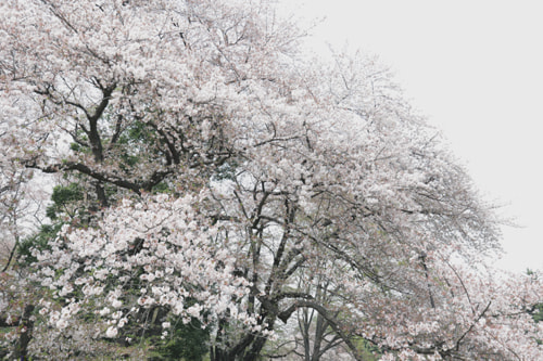 砧公園 桜２