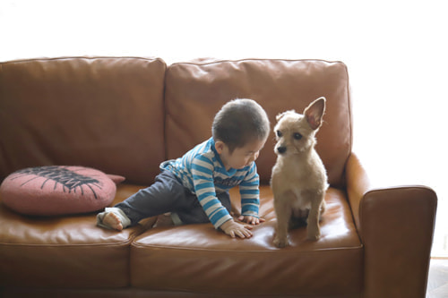 アクメファニチャー、ソファ4