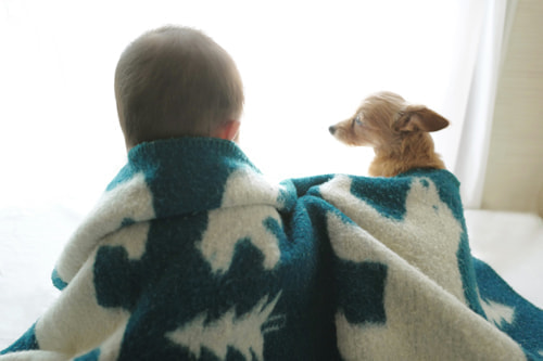 犬とベッド