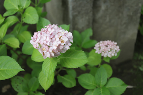 溝口神社 紫陽花