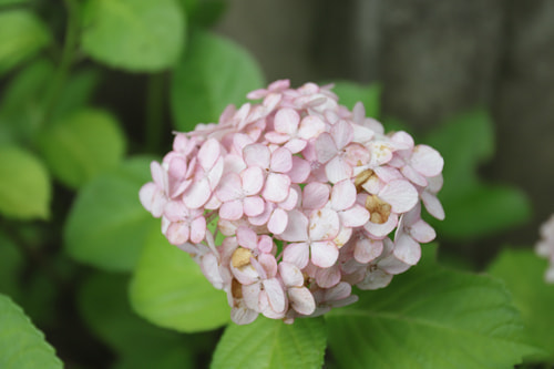 溝口神社 紫陽花