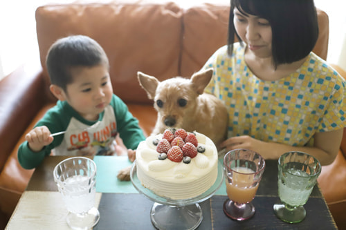 犬のバースデーフォト