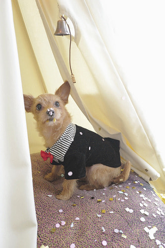 ハーフバースデー