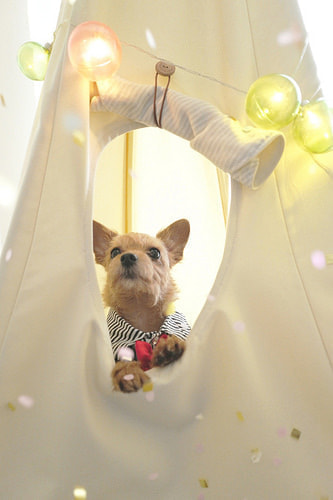 ハーフバースデー