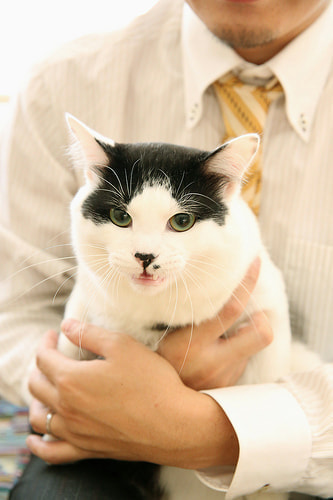 お宮参り写真 自宅 新田神社 猫、かわいい