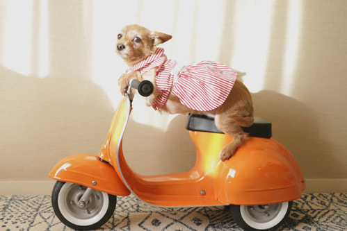 ベスパに乗る犬