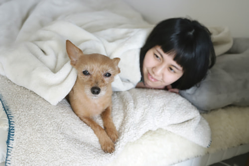 布団に潜り込む犬