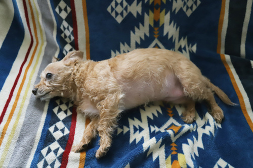 ８歳になった犬